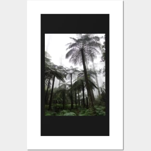 Misty Rainforest Ferns Posters and Art